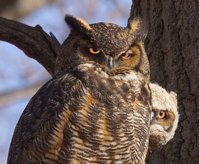 A great horned owl and its owlet. Photo by Lawrence Syverud