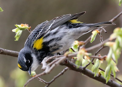 The yellow-rumped warbler is one of the first signs of spring in Minnesota. Photo by Harris Mallory