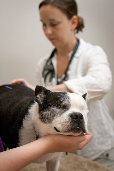 Mr. Spud receives acupuncture treatment from Dr. Jennifer Blair at St. Francis Integrative Services. Photo by Lori Hamilton