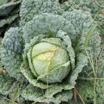 w_cornercopia-cabbage